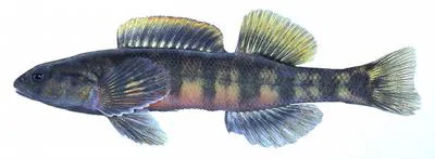 Halloween Darter (Percina crypta)