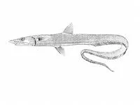Halosaur (Halosaurus johnsonianus)