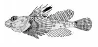 Hamecon (Artediellus scaber)