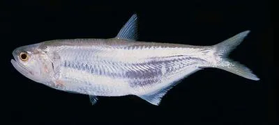 Hamilton's thryssa (Thryssa hamiltonii)
