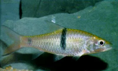Hampala barb (Hampala macrolepidota)