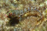 Hancock's blenny (Acanthemblemaria hancocki)