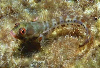 Hancock's blenny (Acanthemblemaria hancocki)