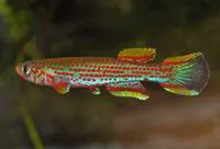 Hannelore's killi (Aphyosemion hanneloreae)