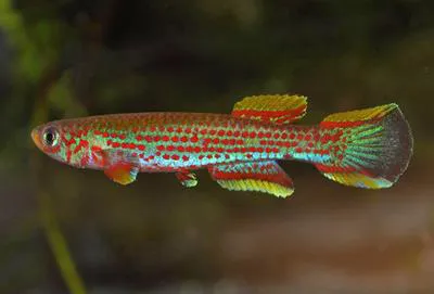 Hannelore's killi (Aphyosemion hanneloreae)