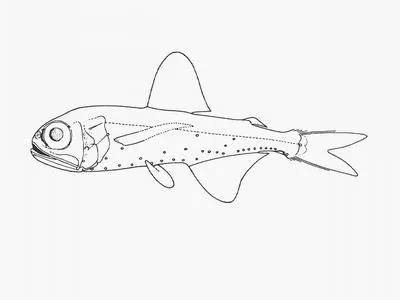 Hansen's lanternfish (Hygophum hanseni)