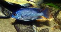Haplochromis borleyi redfin (Copadichromis borleyi)