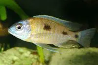 Haplochromis quads (Copadichromis mbenjii)