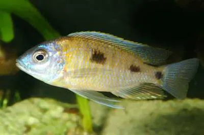 Haplochromis quads (Copadichromis mbenjii)