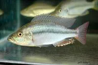 Haplochromis sunset (Dimidiochromis strigatus)