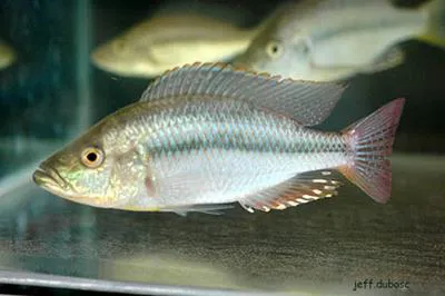 Haplochromis sunset (Dimidiochromis strigatus)