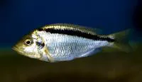 Haplochromis yellow black line (Mylochromis melanonotus)