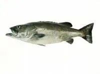 Hapuku wreckfish (Polyprion oxygeneios)