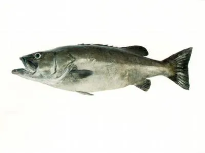 Hapuku wreckfish (Polyprion oxygeneios)