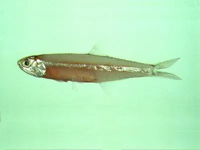 Hardenberg's anchovy (Stolephorus insularis)