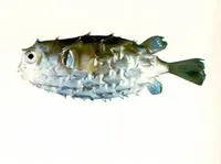 Hardenburg's burrfish (Cyclichthys hardenbergi)