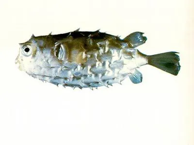 Hardenburg's burrfish (Cyclichthys hardenbergi)