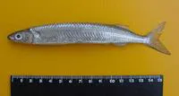 Hardhead halfbeak (Chriodorus atherinoides)