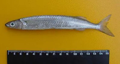 Hardhead halfbeak (Chriodorus atherinoides)