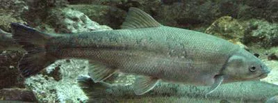 Hardhead (Mylopharodon conocephalus)
