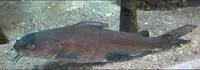 Hardhead sea catfish (Ariopsis felis)