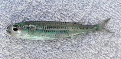 Hardhead silverside (Atherinomorus stipes)