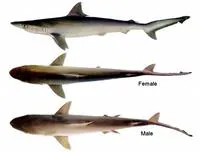 Hardnose shark (Carcharhinus macloti)