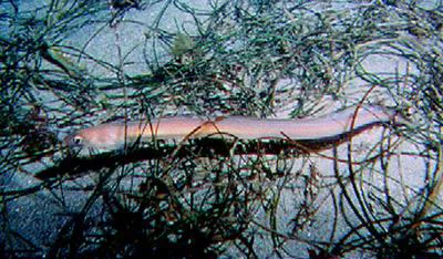 Hardtail conger (Gnathophis cinctus)