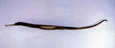 Hardwicke's pipefish (Solegnathus hardwickii)