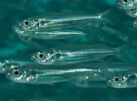 Hardyhead silverside (Atherinomorus lacunosus)