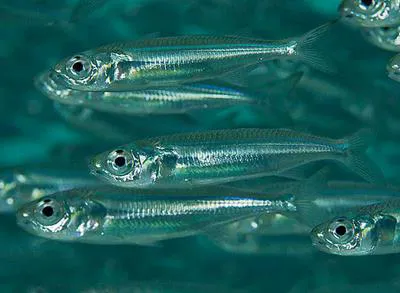 Hardyhead silverside (Atherinomorus lacunosus)