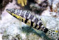 Harlequin bass (Serranus tigrinus)