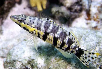 Harlequin bass (Serranus tigrinus)