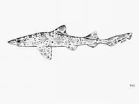 Harlequin catshark (Ctenacis fehlmanni)