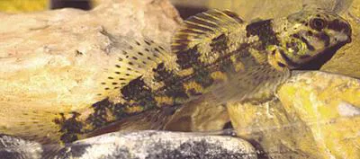 Harlequin darter (Etheostoma histrio)