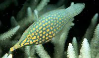 Harlequin filefish (Oxymonacanthus longirostris)