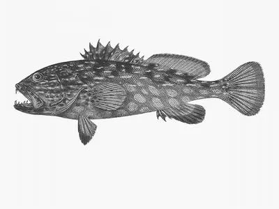 Harlequin fish (Othos dentex)