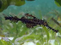 Harlequin ghost pipefish (Solenostomus paradoxus)