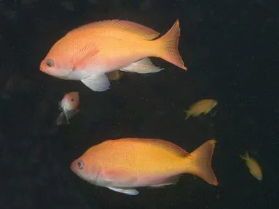 Harlequin goldie (Pseudanthias connelli)