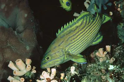 Harlequin hind (Cephalopholis polleni)