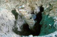 Harlequin prawn-goby (Cryptocentrus caeruleopunctatus)