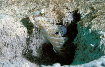 Harlequin prawn-goby (Cryptocentrus caeruleopunctatus)