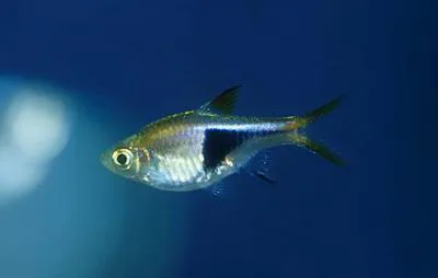 Harlequin rasbora (Trigonostigma heteromorpha)