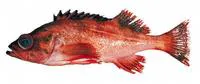 Harlequin rockfish (Sebastes variegatus)