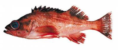 Harlequin rockfish (Sebastes variegatus)