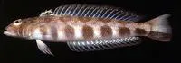 Harlequin sandperch (Parapercis maculata)