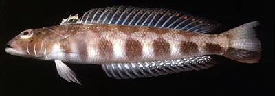 Harlequin sandperch (Parapercis maculata)