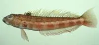 Harlequin sandsmelt (Parapercis pulchella)