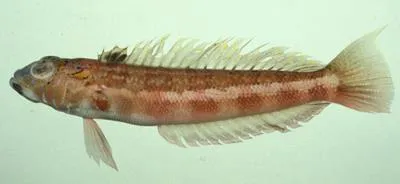 Harlequin sandsmelt (Parapercis pulchella)