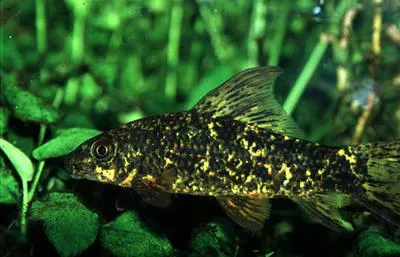 Harlequin sharkminnow (Labeo cyclorhynchus)
